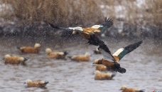 ѩ�еĳ���Ѽ