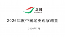 2026����й�����۲����