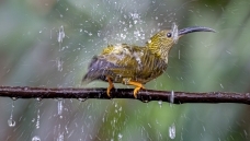 �������죨�������㣩