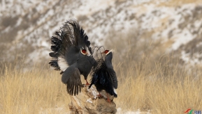 ����ɽ��������