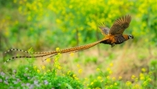 �ɹ�����