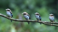 ����˿��ȸ