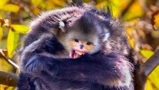 §��С�￪�Ķ�Ц