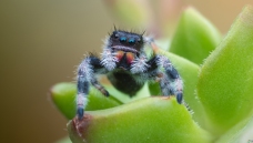 ��ͫ����