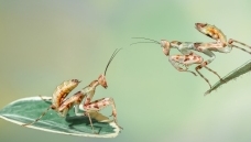 ���ƴ���