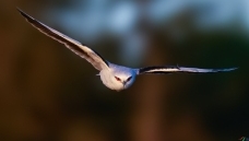 �ڳ��