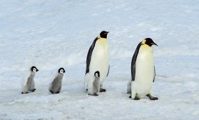 ������������ѩ���