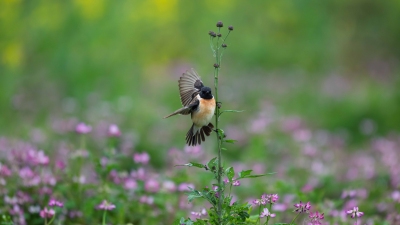 ������Ӱ