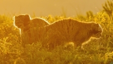 ������ͼ