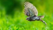 ���ض���