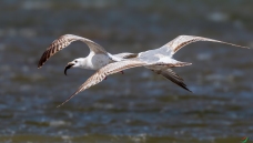 ����׷��