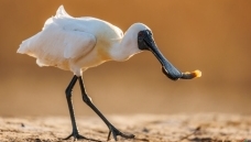 Ϧ���µ�����