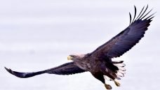 ����Զ����