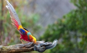 ��ɽ��������