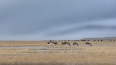 ���ŵĿɿ�����