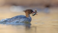 ��ʳ����-�������񲻶�