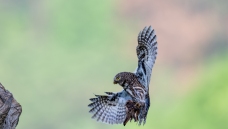 ���˸���ͷ