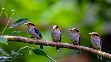 ׼������