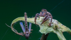 ����ʢ��