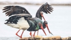 ������ʳ