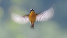 ��ͣ��Ѽ���ƣ�