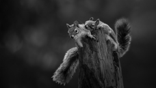 ����һ��