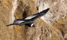 ������ʳ