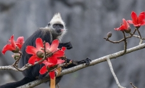 ��ͷҶ����ľ��--��˹��ɽ���������ʫ��