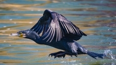 �ɱ���ˮ������