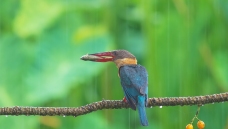 �꽧����