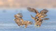 ��β����