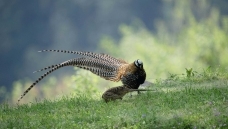 �׹ڹ�����ż