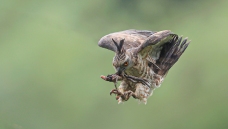 ������һ������