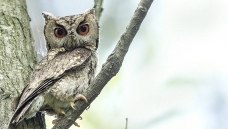 С�һ�����Ƥһ��,αװ�ܺ�