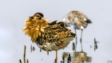 ��Ư����Χ��