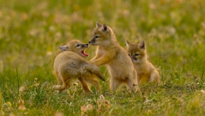 ��Ƥ��Сɳ��