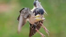 �ۺ����