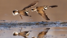 ��׷����