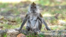 ����֧��