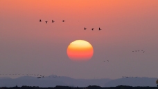 ����-���