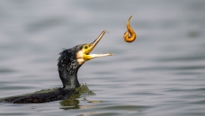 ϷС��---��ף����ʦ��Ʒ�ٻ񱾰��������