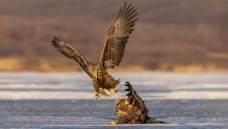 ��̤������β����