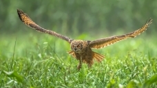 ��ֱ��Ŀ�꡷