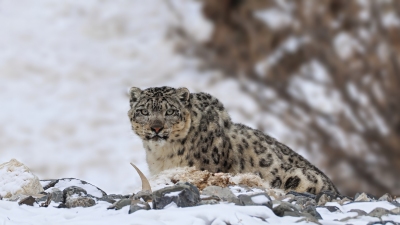 ��ѩ�����ߡ�