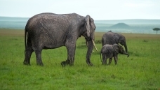 �Ҹ�һ����