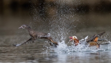 ׷�𡪡�ԧ��