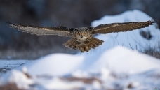 �����ӡ�-----���^