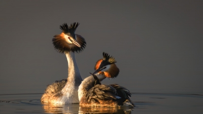 ����˽��