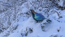 ѩ����β����