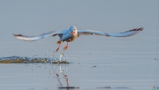 ��һ�����衷